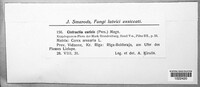 Anthracoidea caricis image